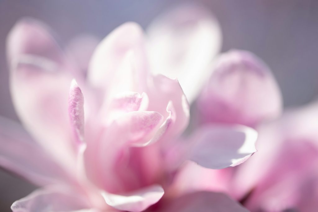 purple and white flower in macro shot