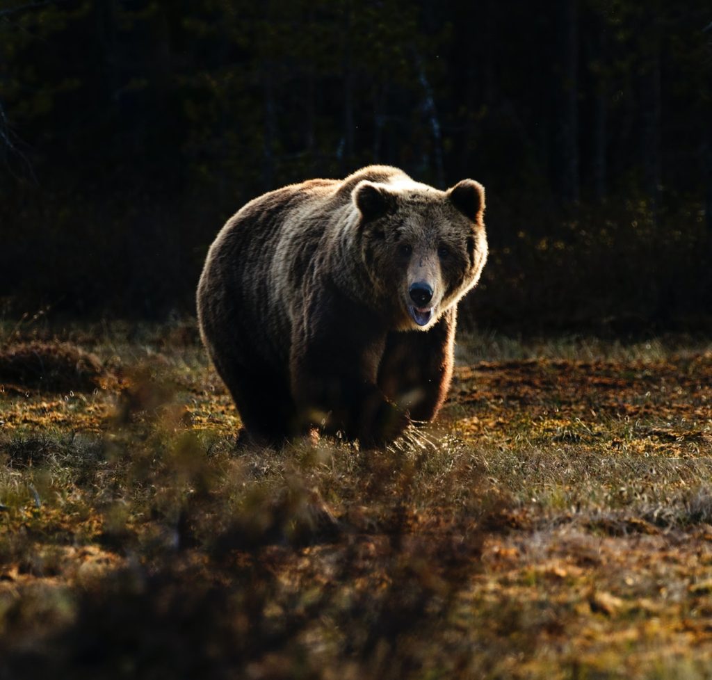 brown bear
