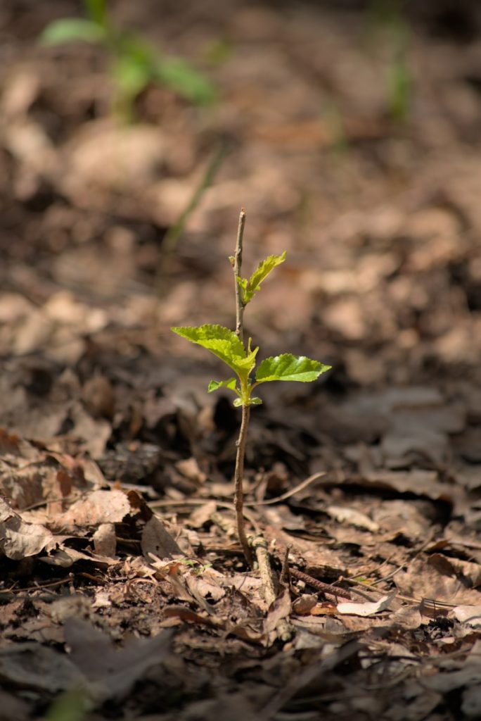a small plant growing out of the ground