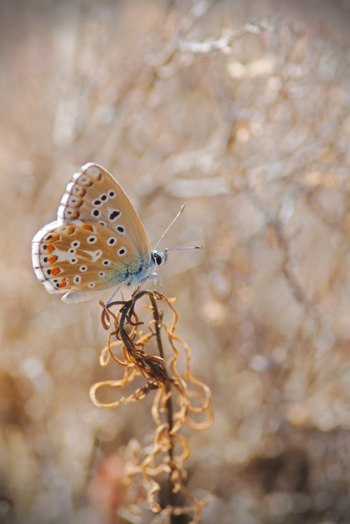 brown butterfly perched on flower