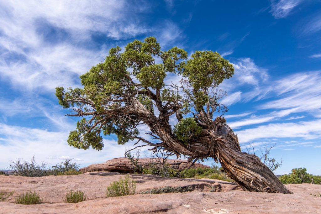 a tree that is sitting in the dirt