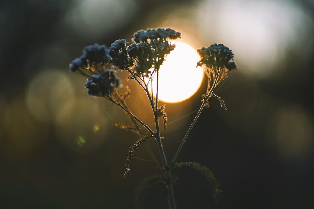 A close up of a plant with the sun in the background