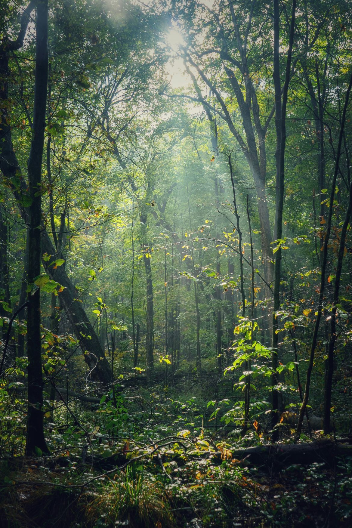 Le chemin pour aller vers la lumière